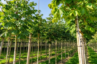 Aesculus hippocastanum 'Baumannii' haute-tige