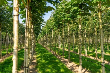 Aesculus hippocastanum 'Baumannii' haute-tige