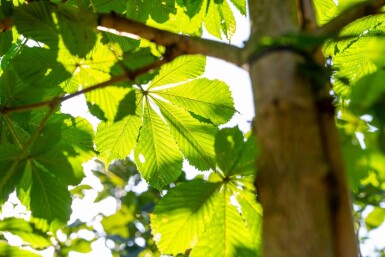 Aesculus hippocastanum 'Baumannii' haute-tige