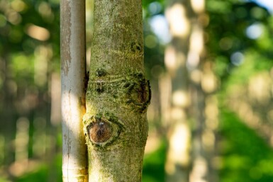Aesculus hippocastanum 'Baumannii' haute-tige