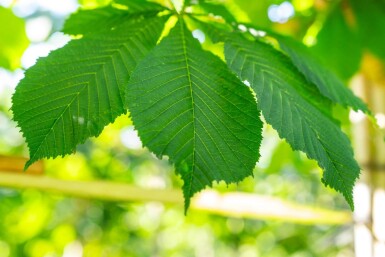Aesculus hippocastanum 'Baumannii' haute-tige