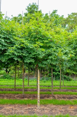Aesculus hippocastanum 'Baumannii' haute-tige