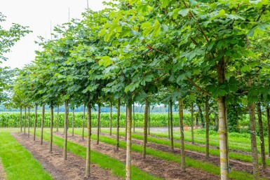 Aesculus hippocastanum 'Baumannii' haute-tige