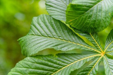 Aesculus hippocastanum 'Baumannii' haute-tige