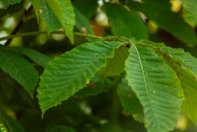 Aesculus pavia haute-tige