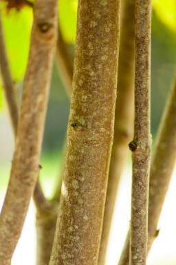 Aesculus pavia haute-tige