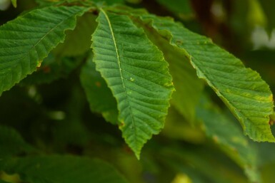 Aesculus pavia haute-tige