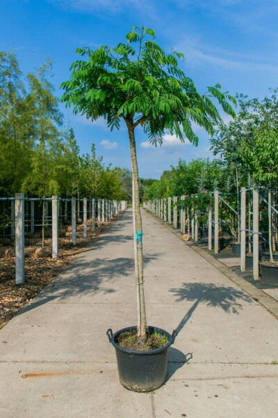 Albizia julibrissin haute-tige 8/10 200cm tronc