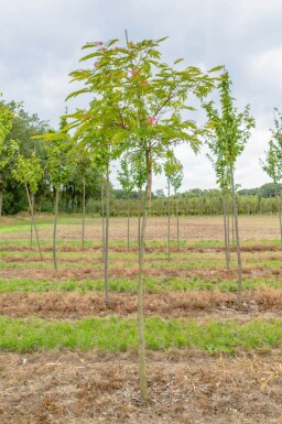 Albizia julibrissin haute-tige 8/10 200cm tronc