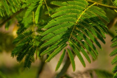 Albizia julibrissin haute-tige 8/10 200cm tronc