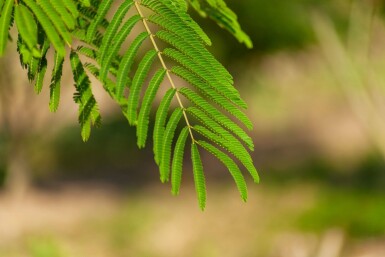 Albizia julibrissin haute-tige 8/10 200cm tronc