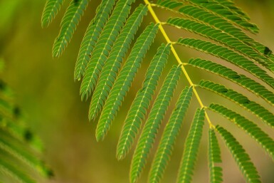 Albizia julibrissin haute-tige 8/10 200cm tronc