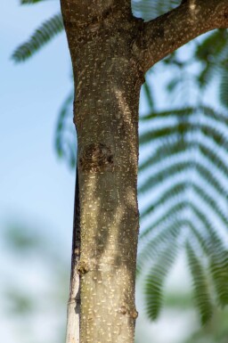 Albizia julibrissin haute-tige 8/10 200cm tronc
