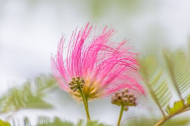 Albizia julibrissin haute-tige 8/10 200cm tronc