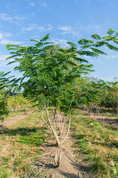 Albizia julibrissin cépée 300-350