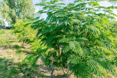Albizia julibrissin cépée 300-350