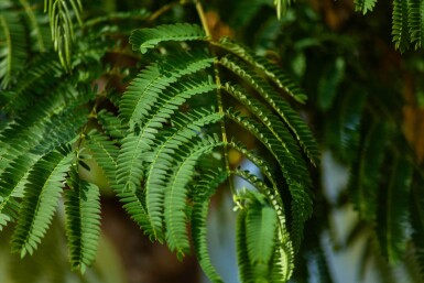 Albizia julibrissin cépée 300-350