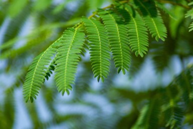 Albizia julibrissin cépée 300-350