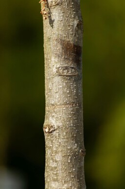 Albizia julibrissin cépée 300-350