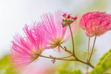 Albizia julibrissin cépée 300-350