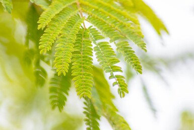 Albizia julibrissin cépée 300-350