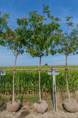 Albizia julibrissin 'Ombrella' haute-tige