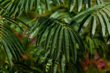 Albizia julibrissin 'Ombrella' haute-tige 16/18