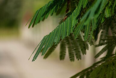 Albizia julibrissin 'Ombrella' haute-tige 16/18