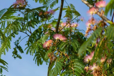 Albizia julibrissin 'Ombrella' haute-tige 16/18
