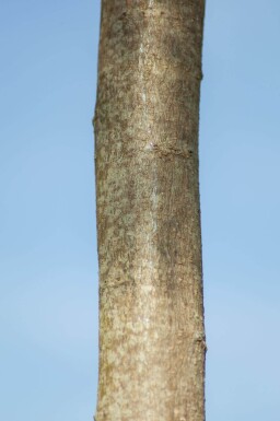 Albizia julibrissin 'Ombrella' haute-tige 16/18