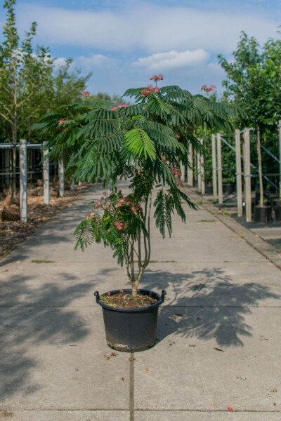 Albizia julibrissin 'Ombrella' cépée 200-250
