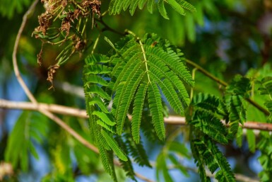 Albizia julibrissin 'Ombrella' cépée