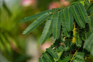 Albizia julibrissin 'Ombrella' cépée 200-250