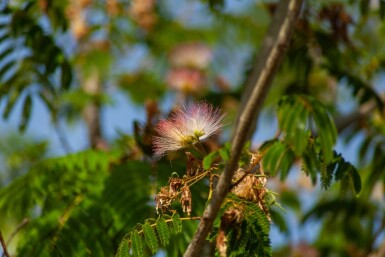 Albizia julibrissin 'Ombrella' cépée 200-250