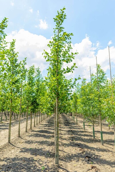 Alnus glutinosa haute-tige 10/12