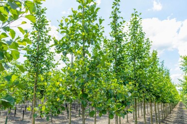 Alnus glutinosa haute-tige