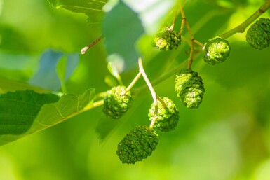 Alnus glutinosa haute-tige 10/12