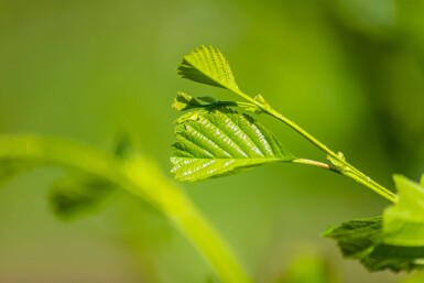 Alnus glutinosa haute-tige 10/12