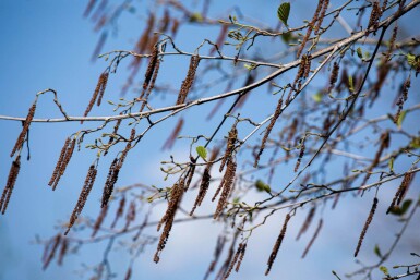 Alnus glutinosa haute-tige 10/12