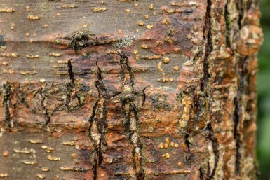 Alnus glutinosa haute-tige 10/12