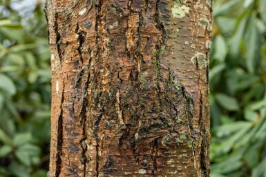 Alnus glutinosa haute-tige 10/12