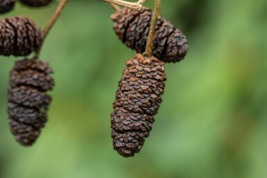 Alnus glutinosa haute-tige 10/12