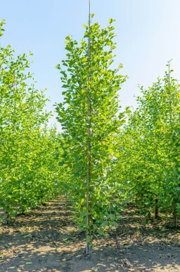 Alnus glutinosa baliveau