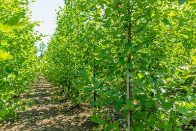 Alnus glutinosa baliveau