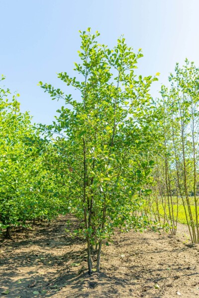 Alnus glutinosa cépée