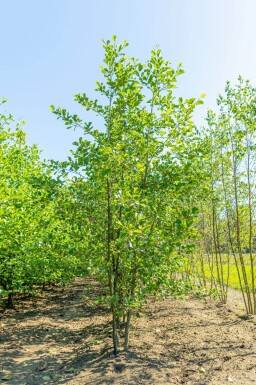 Alnus glutinosa cépée