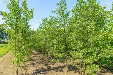 Alnus glutinosa cépée