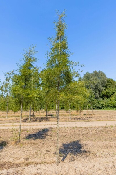 Alnus glutinosa 'Imperialis' haute-tige 10/12
