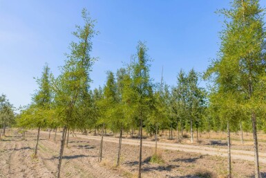 Alnus glutinosa 'Imperialis' haute-tige 10/12