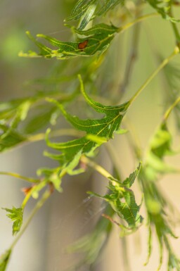 Alnus glutinosa 'Imperialis' haute-tige 10/12